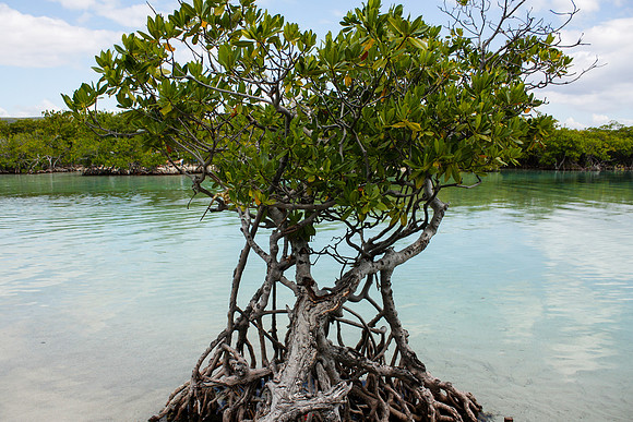 1042 Mangrove tree