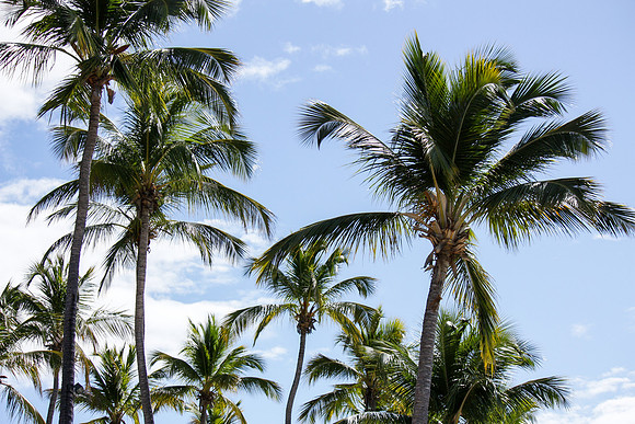 5033 Palm tree III