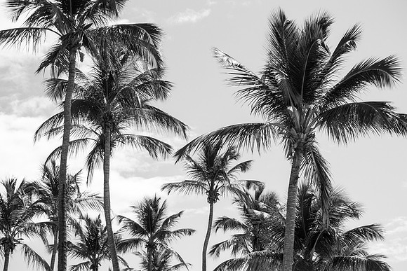 3069 Palm trees