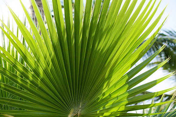 5034 Palm leaf