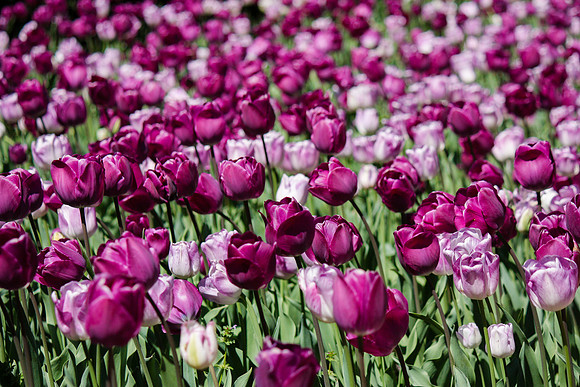 2058 Purple tulips