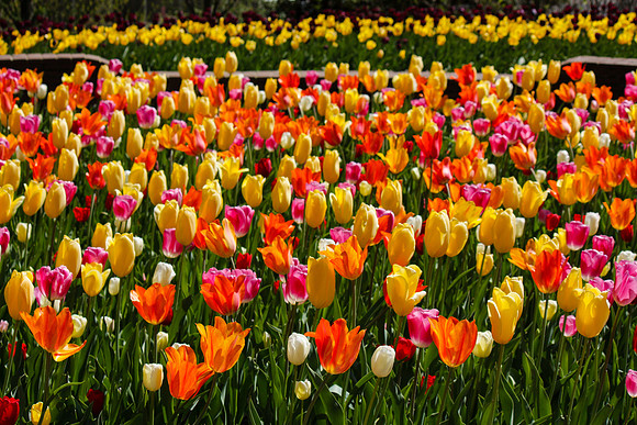 2059 Tulip field
