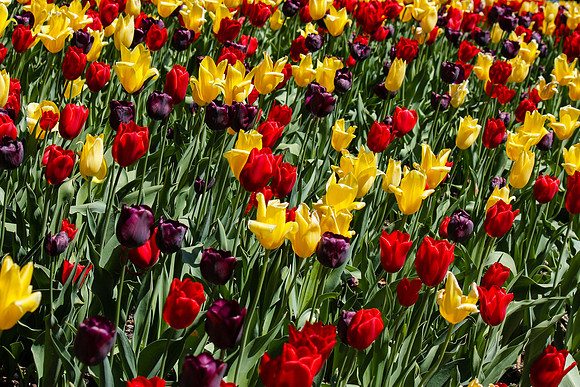 2060 Blooming tulips
