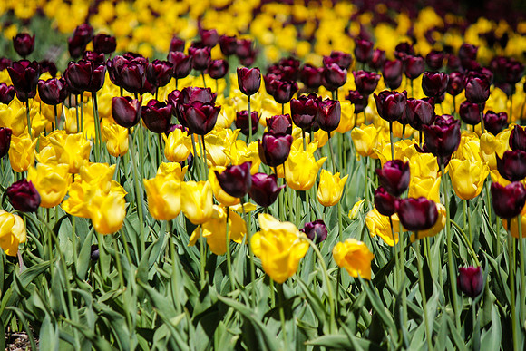 2061 Crimson and yellow tulips