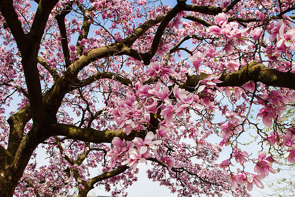 2027 Magnolia blossom II