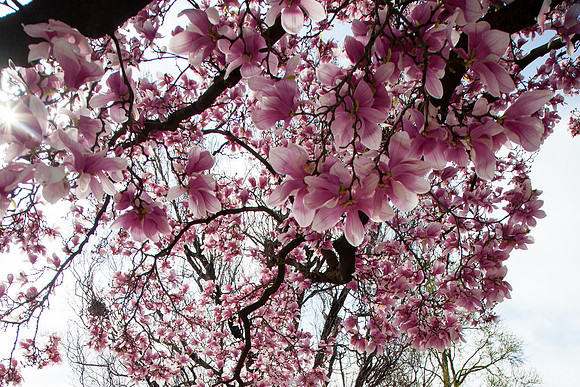 2028 Magnolia blossom III