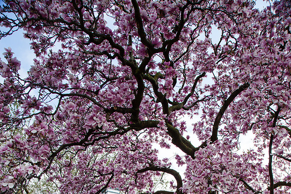 2029 Magnolia blossom IV