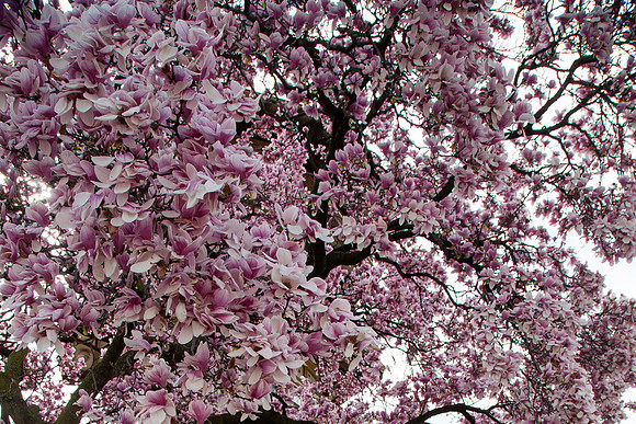 2026 Magnolia blossom