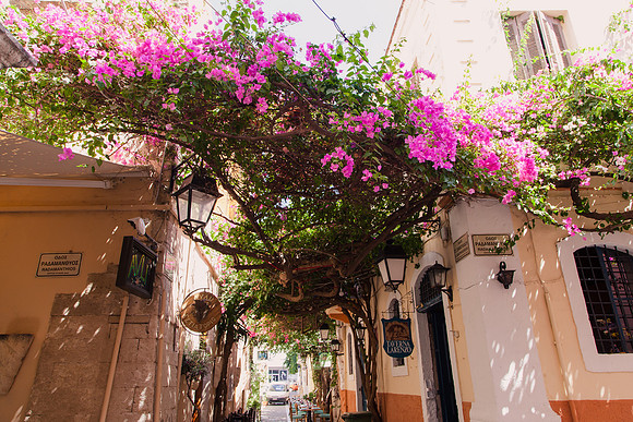 0102 Flowering bougainvillea, Greece