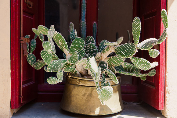 0097 Cactus