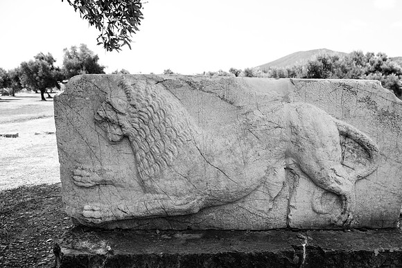 3088 Lion among olive trees