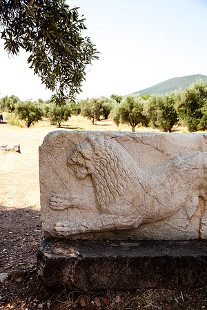 0147 Lion among olive trees