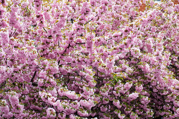 2096 Pink Japanese cherry tree blossom