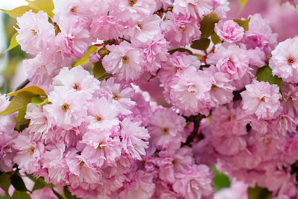 2097 Pink Japanese cherry tree flowers