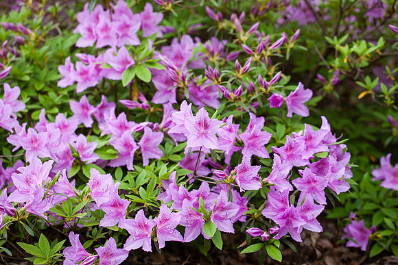 2098 Purple azalea