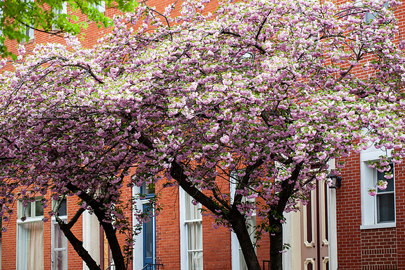 2099 Pink Japanese cherry tree flowers