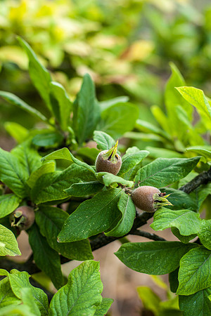 4061 Medlar tree