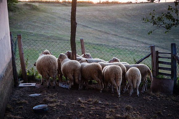 4063 Sheep farm