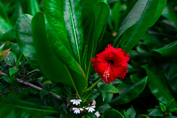 2121 Red hibiscus