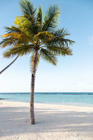 1129 Palm tree, Maldives