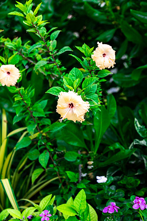 2119 Yellow hibiscus