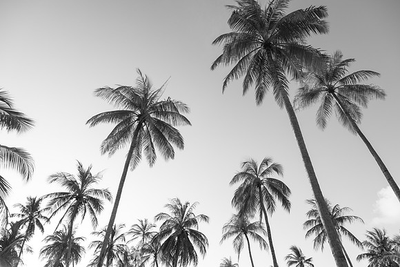 3091 Palm tree island, Maldives