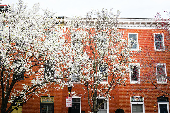 7025 Cherry tree blossom
