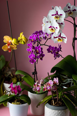 2110 Orchids I