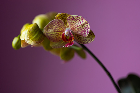 2116 Yellow orchid I