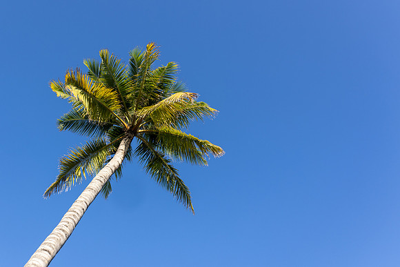 5053 Palm tree
