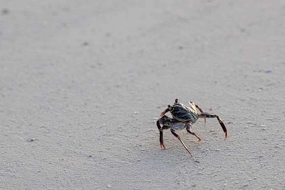 5050 Lonely crab