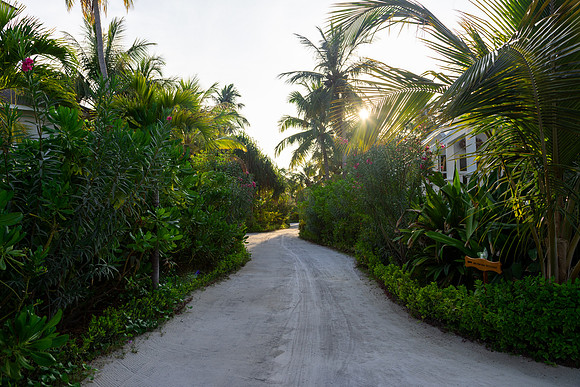0249 Tropical garden, Maldives