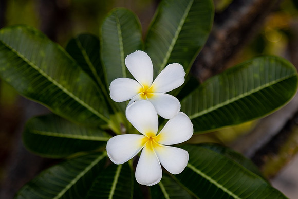 2122 White tropical flowers