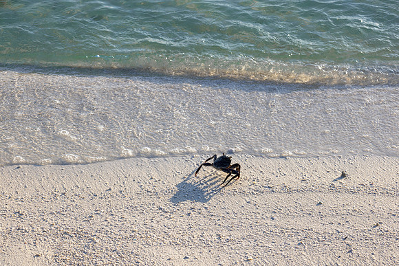 1116 Lonely crab, Maldives