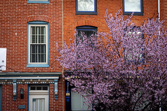 7027 Purple blossom