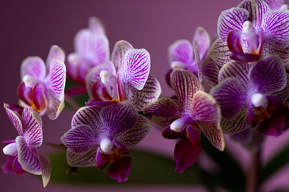 2104 Purple orchid I