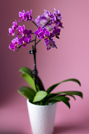 2113 Purple orchid III