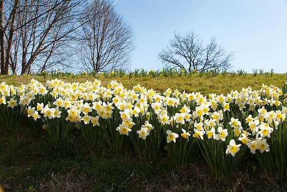 2101 Daffodils