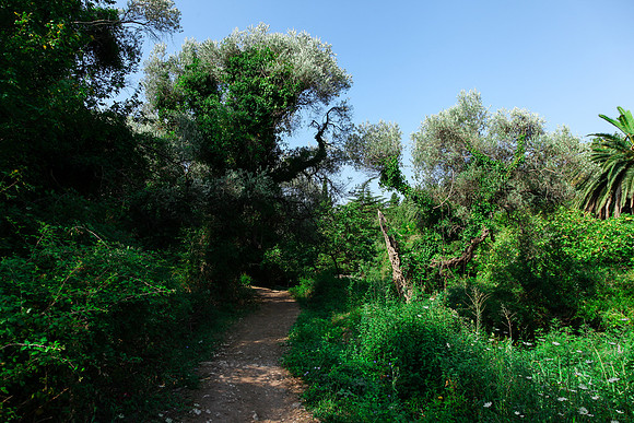 0275 Lush path