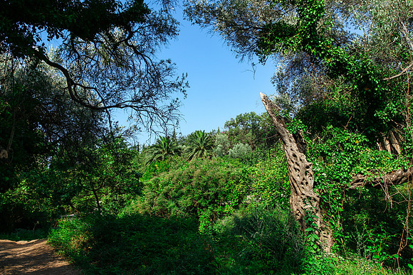 0272 Mediterranean vegetation