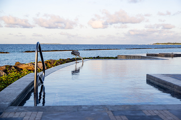 1125 Crane at the infinity pool