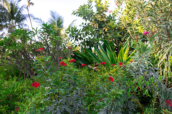 2123 Tropical garden