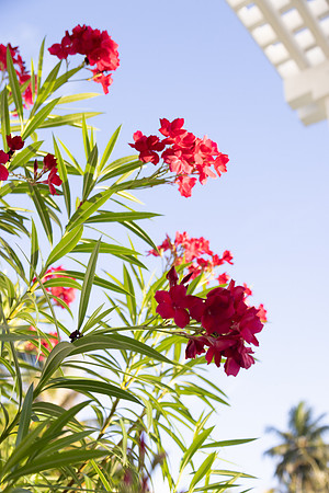 2120 Red oleander