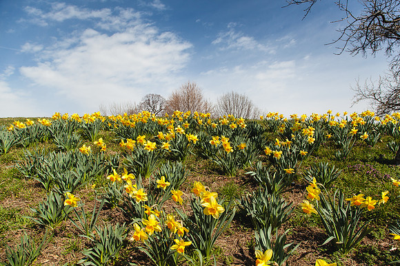 2100  Spring wakening