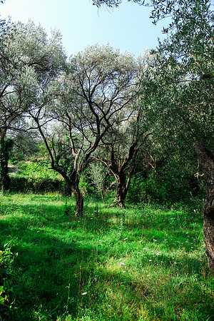 0270 Olive grove, Montenegro