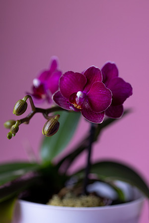 2109 Imperial purple orchid I