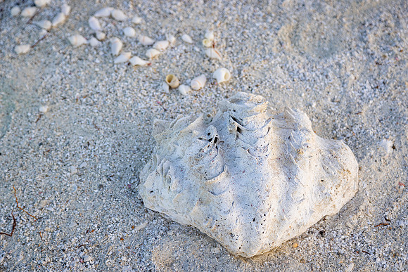 5049 Seashells