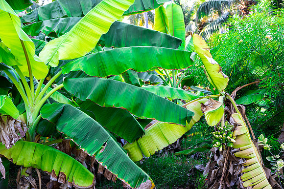 2125 Banana trees