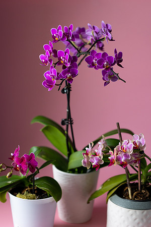 2111 Orchids II