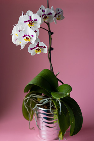 2112 White orchid V